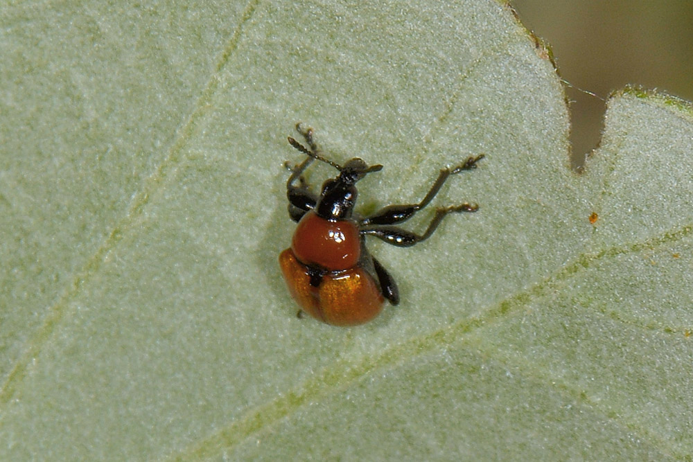 Attelabus nitens, su Leccio.